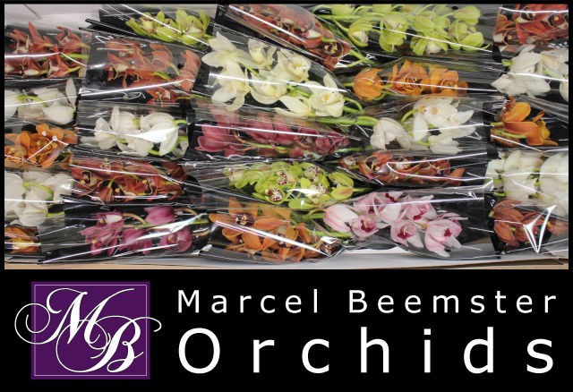 Цимбидиум мини Микс x25 30, шт.