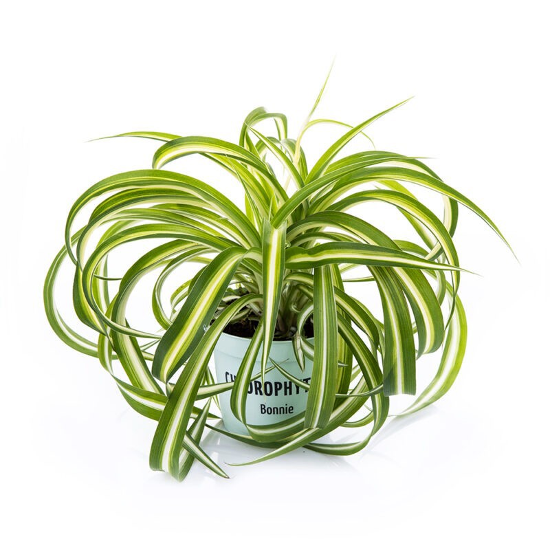 CHLOROPHYTUM COMOSUM 'BONNIE', D 12 cm