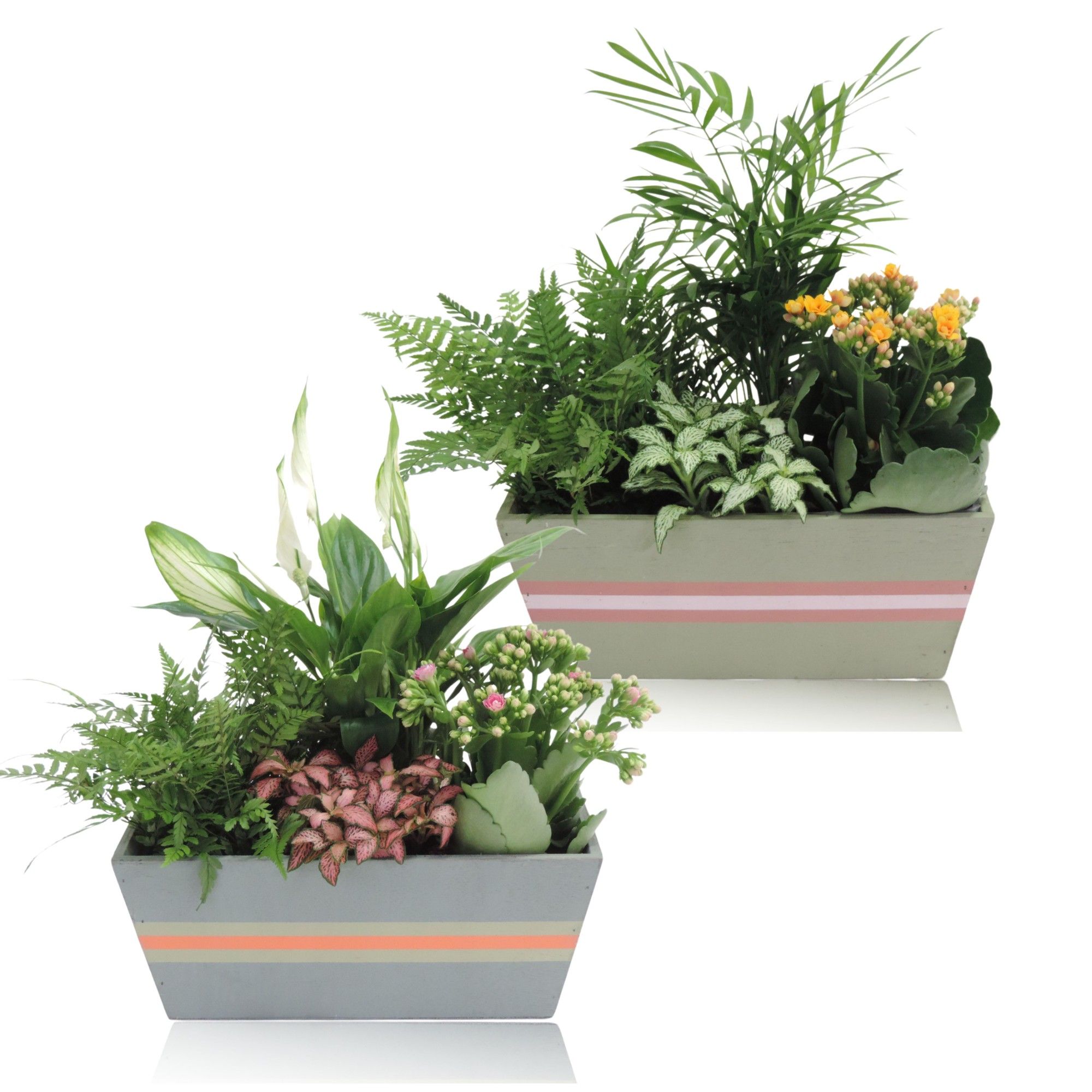 Collectie Jessy Arrangement Hyacint in Houten bak 25 cm, D 25