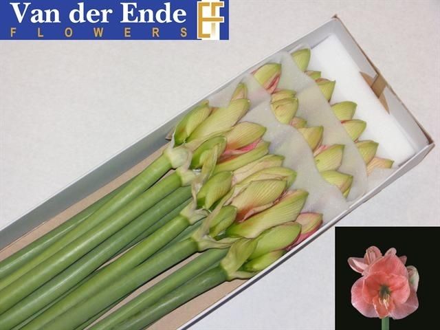 Амарилис Реве (светло-роз.) x15, шт.