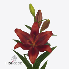 Лилия Покерфейс 95, шт.