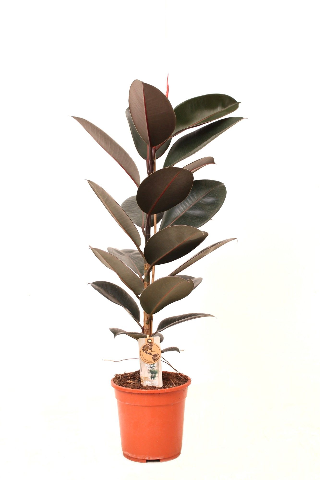 Ficus P21 Abidjan 1PP, D 21