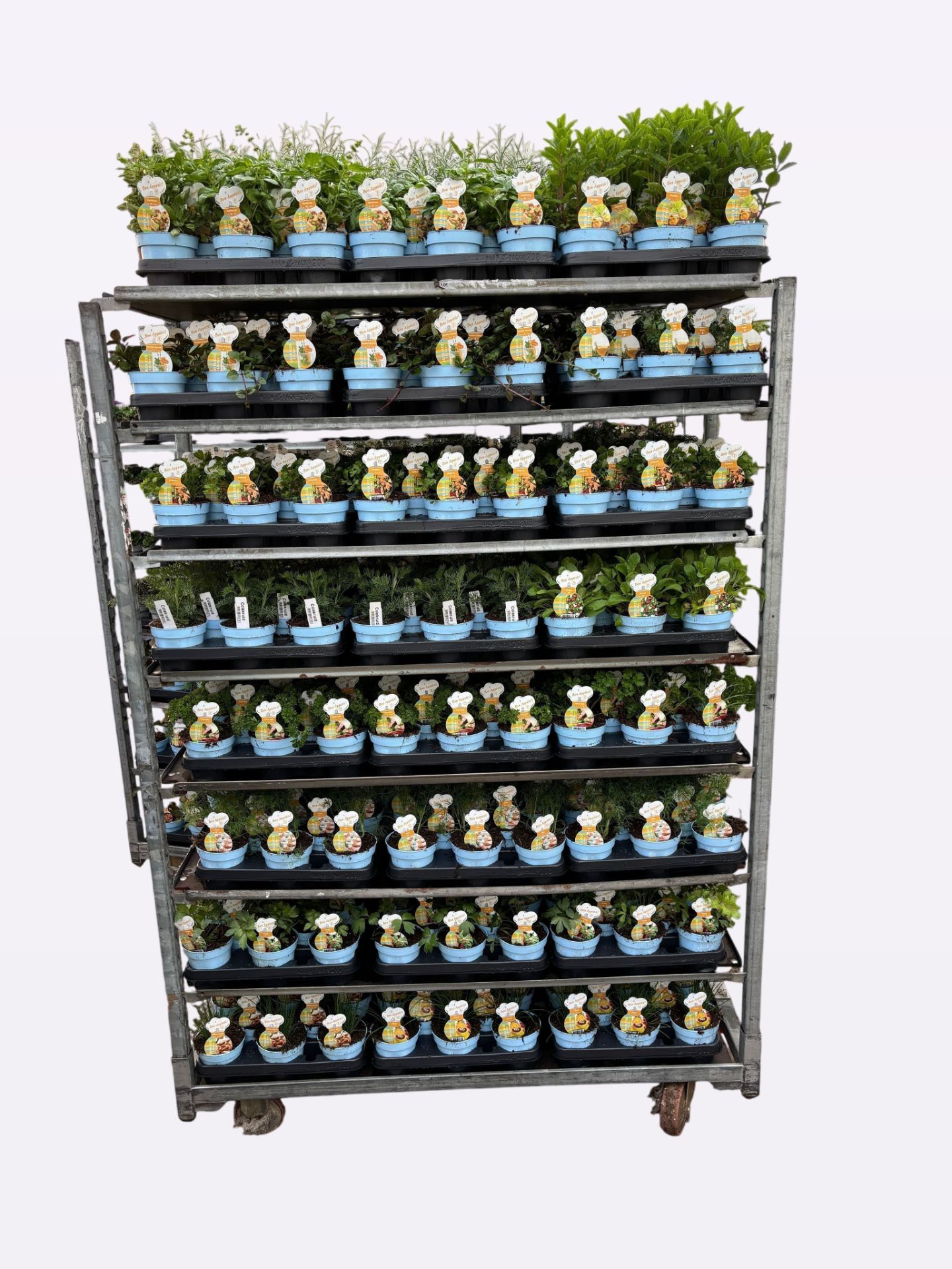 Kruiden 12cm op soort tray afname per volle Mix CC kruiden, D 12