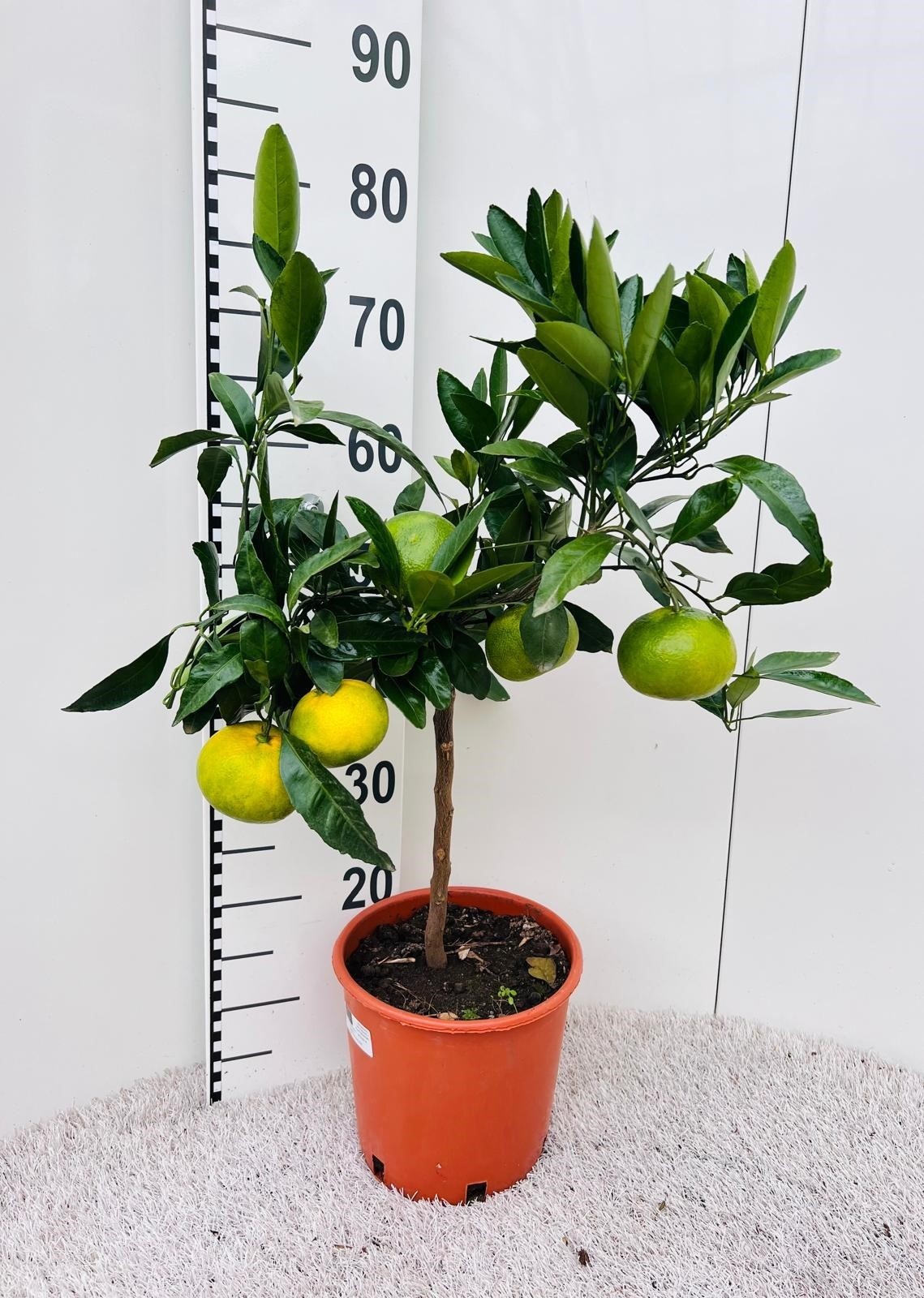 Citrus inshiu Satsuma on stem, D 21