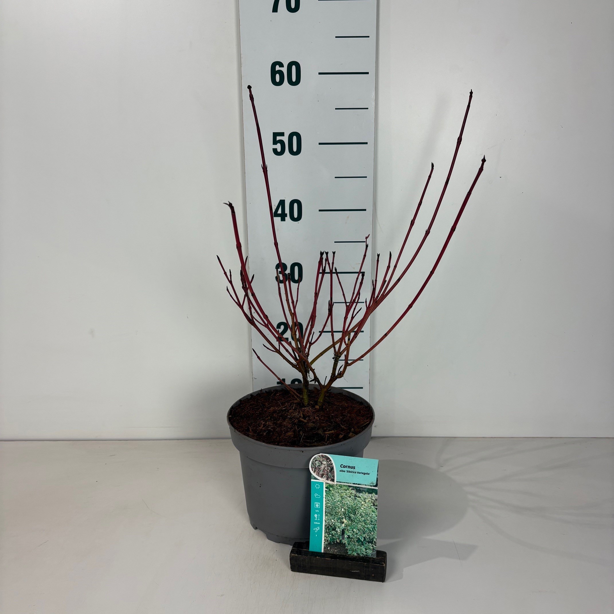 Cornus alba Sibirica Variegata, D 20