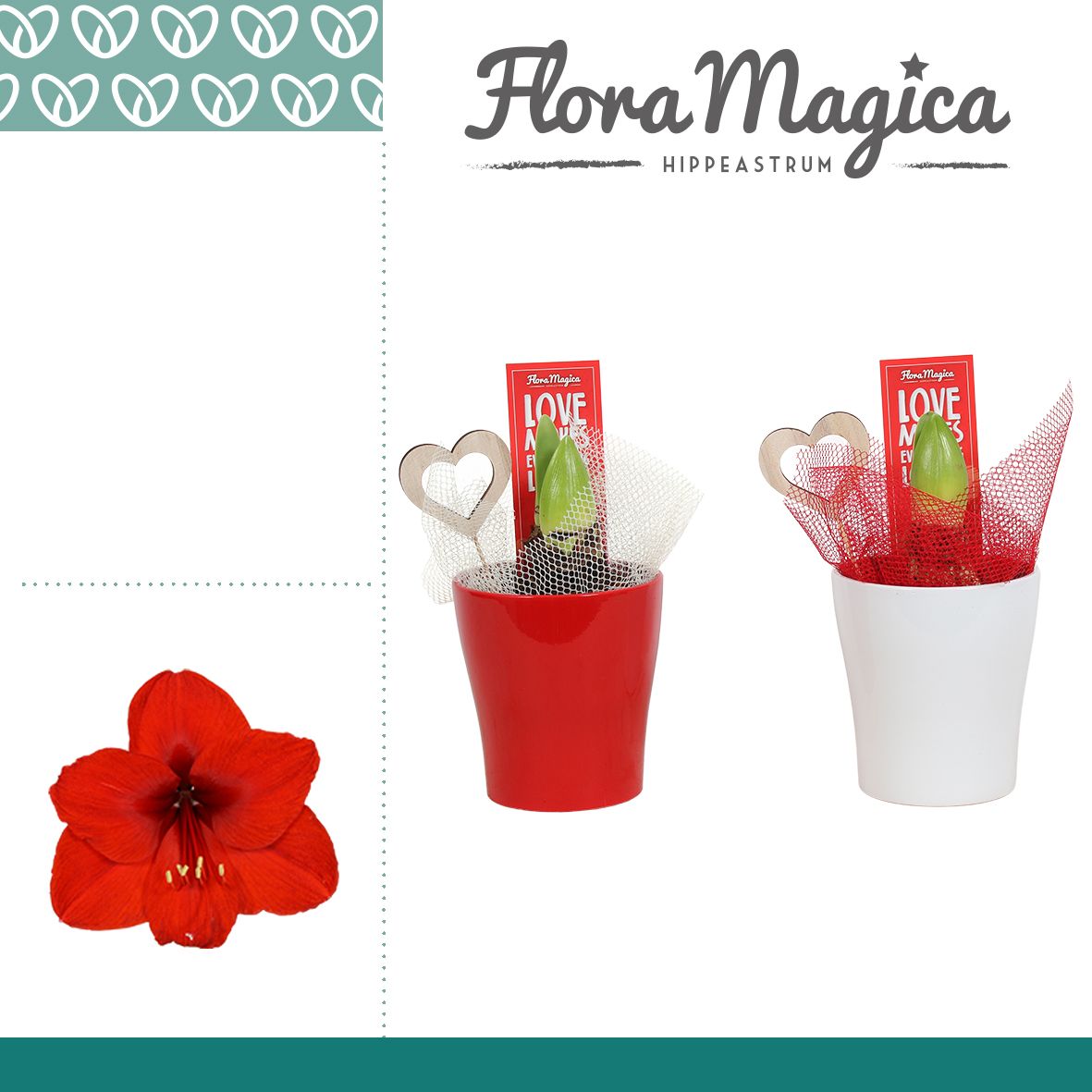 Amaryllis Rood 2 Knop in Ompot Amy LOVE, D 12