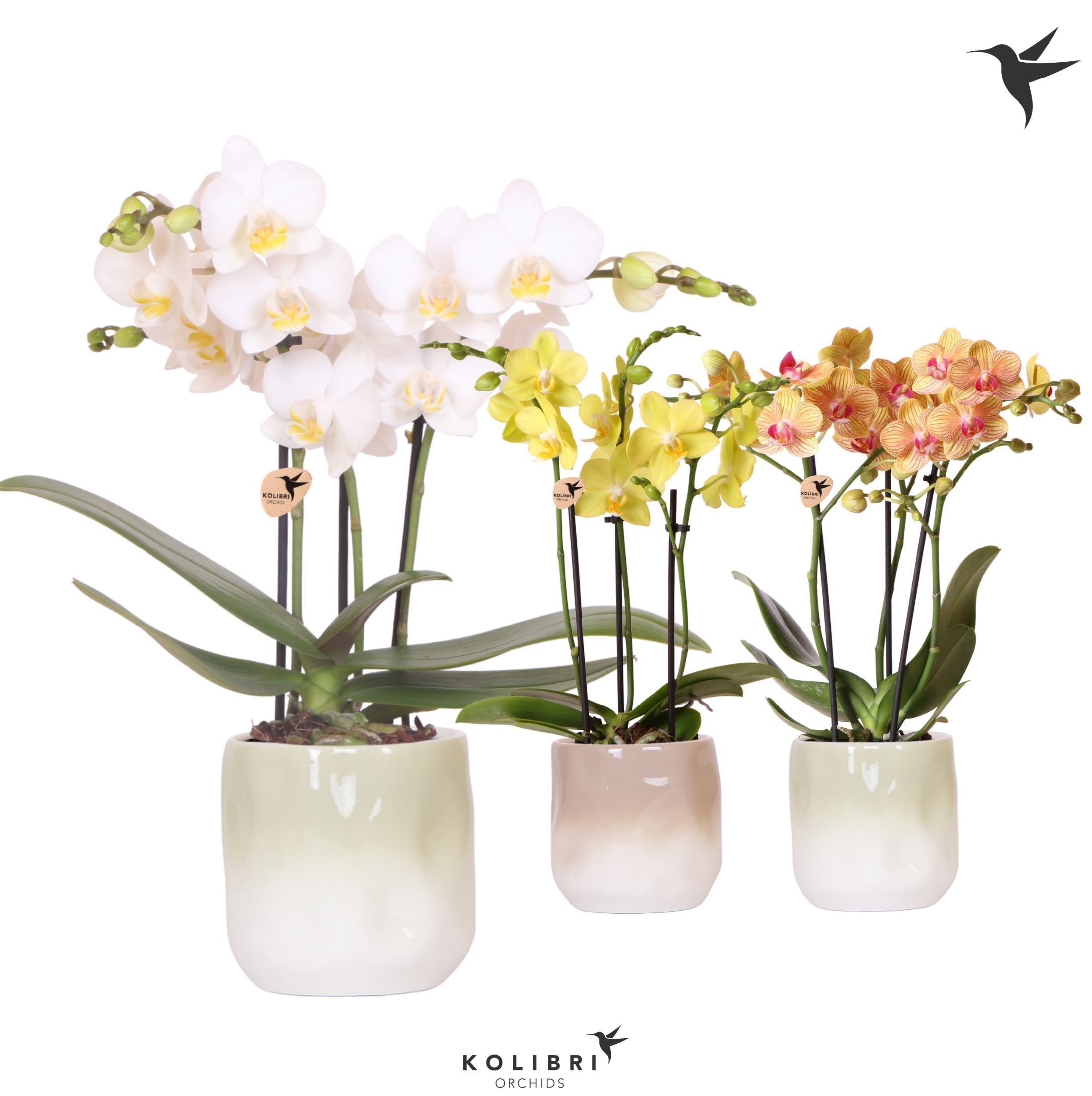 Kolibri Orchids Phalaenopsis mix 3 spike in Gradience pot sand, D 9