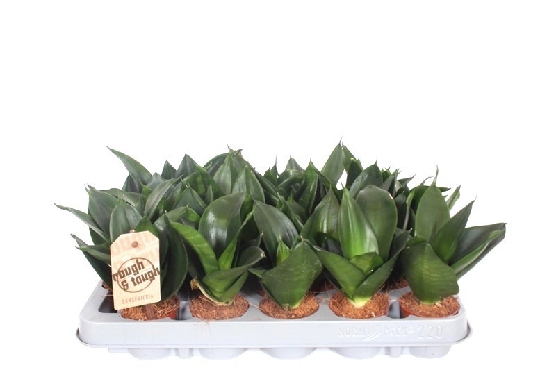 Sansevieria Jade Hahnii, D 6