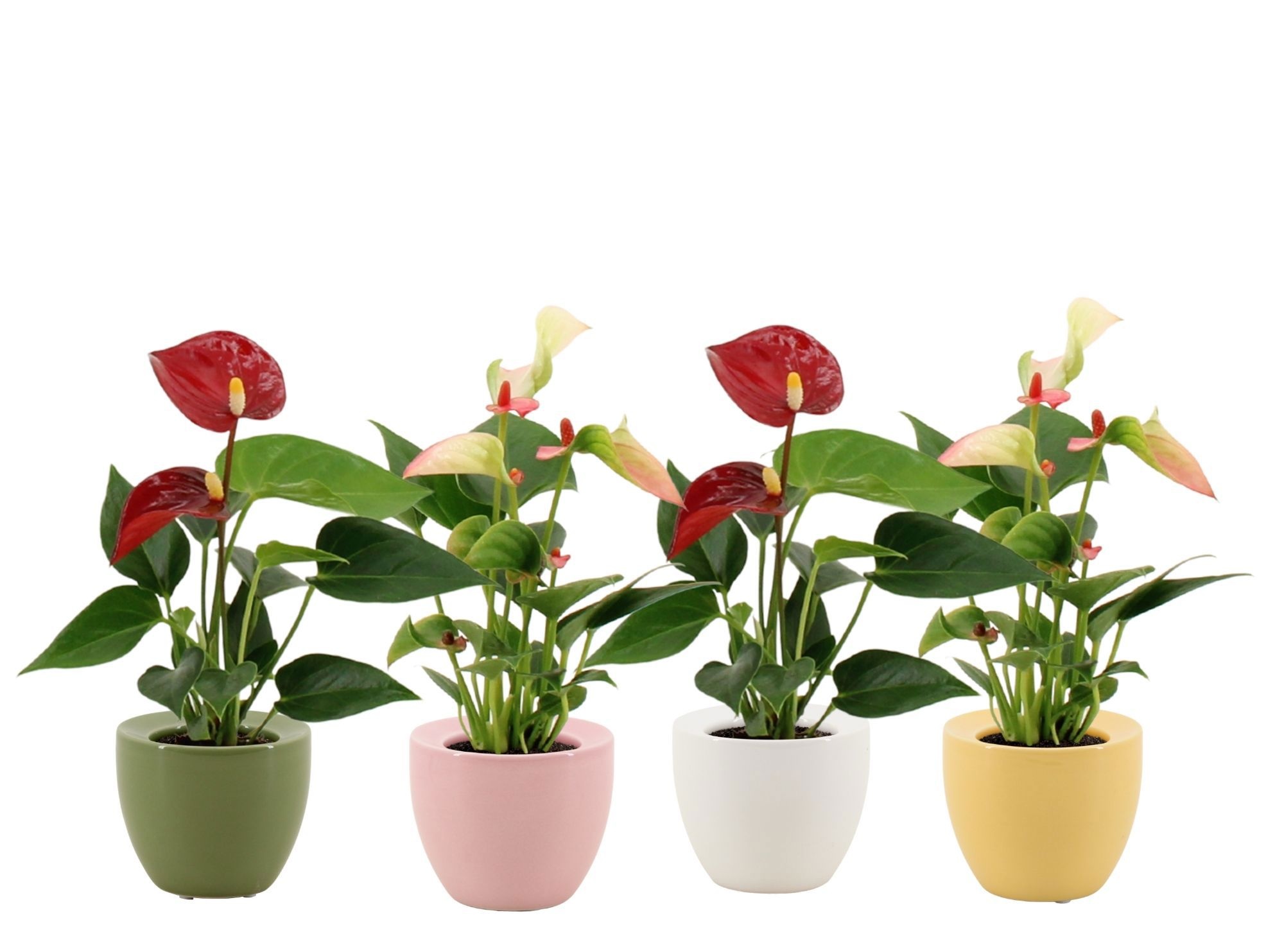 Anthurium 6 cm 2 color mix in Ufo ceramics, D 6