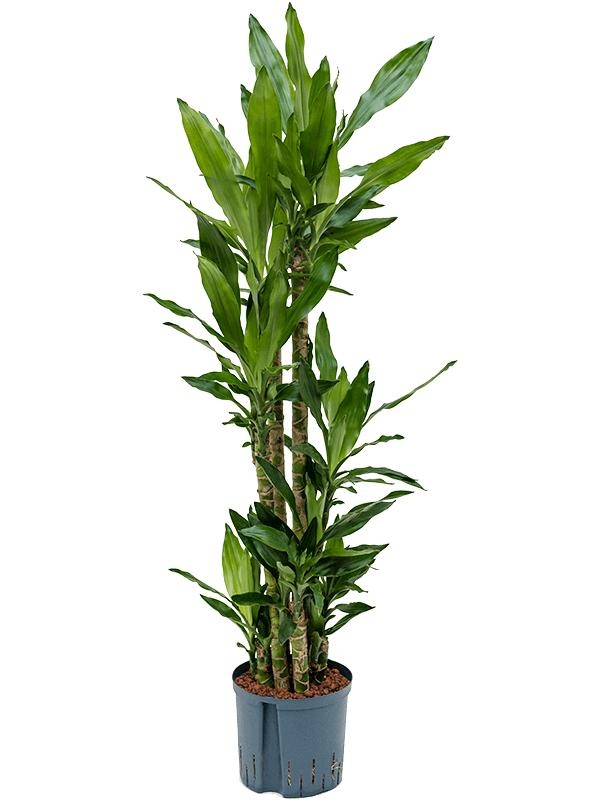 Dracaena fragrans 'Burundii', D 22