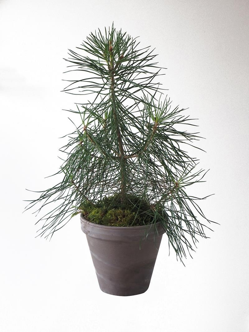 PINUS SYLVESTRIS, D 18 cm