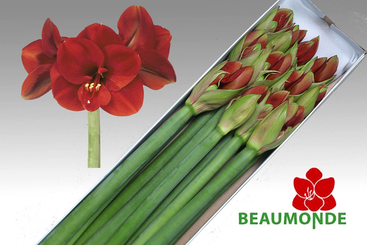 Амарилис Феррари (красн.) x12, шт.