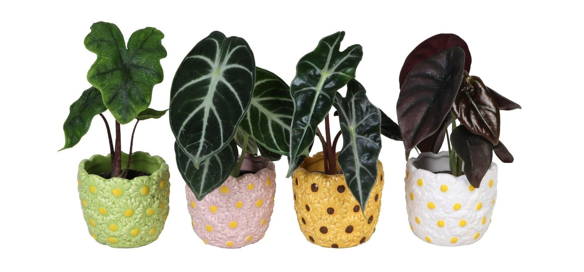 L 66579 with Alocasia Mix 6 cm, D 6