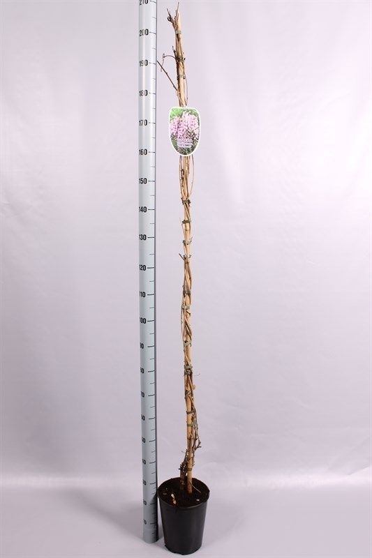 Wisteria floribunda ' Honbeni', D 23 cm Wisteria floribunda ' Honbeni', D 23 cm