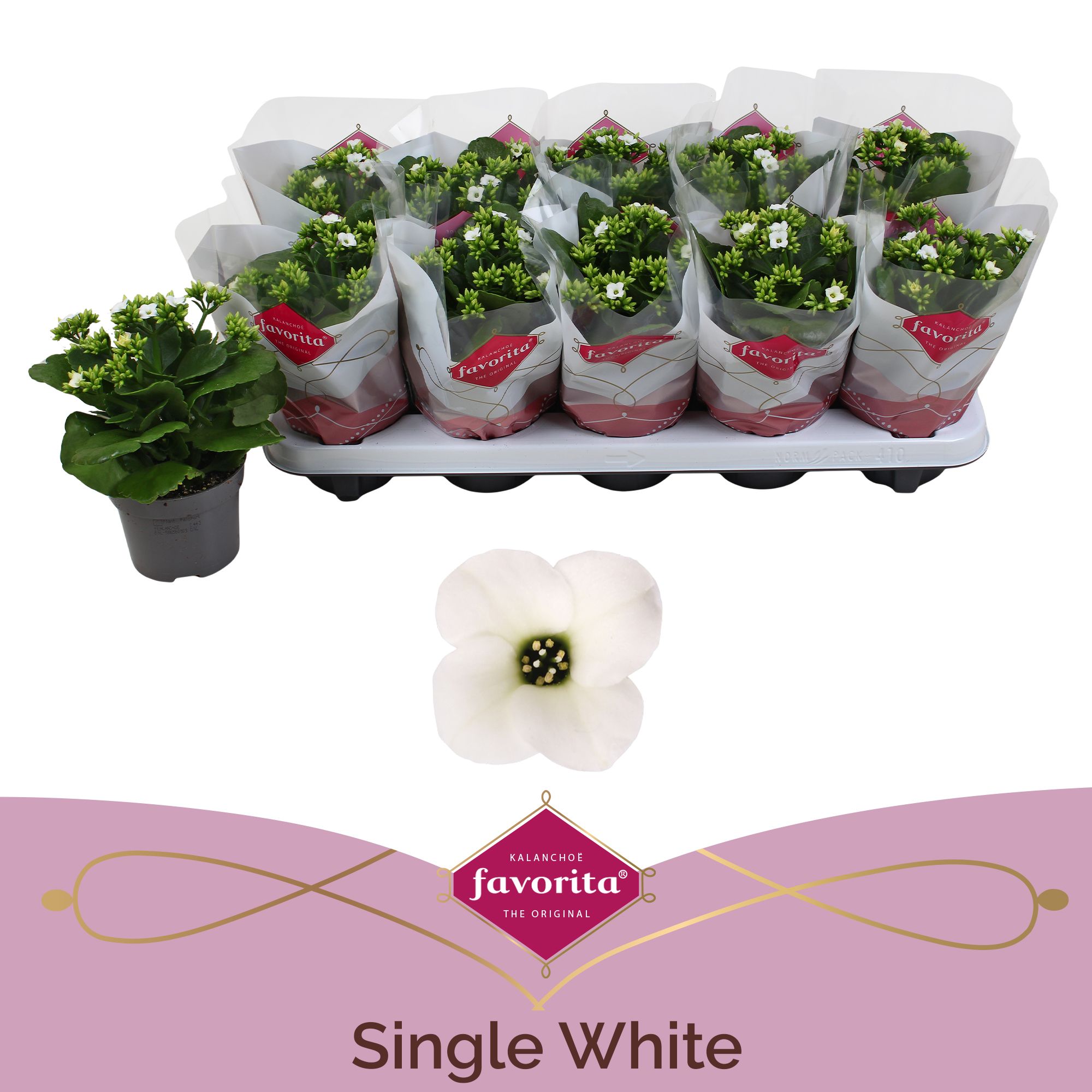 Kalanchoe favorita white stadium 1, D 10,5