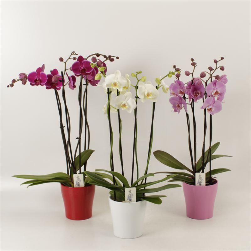 Phalaenopsis gemengd 4 tak gemengd in Valentijn keramiek, D 12
