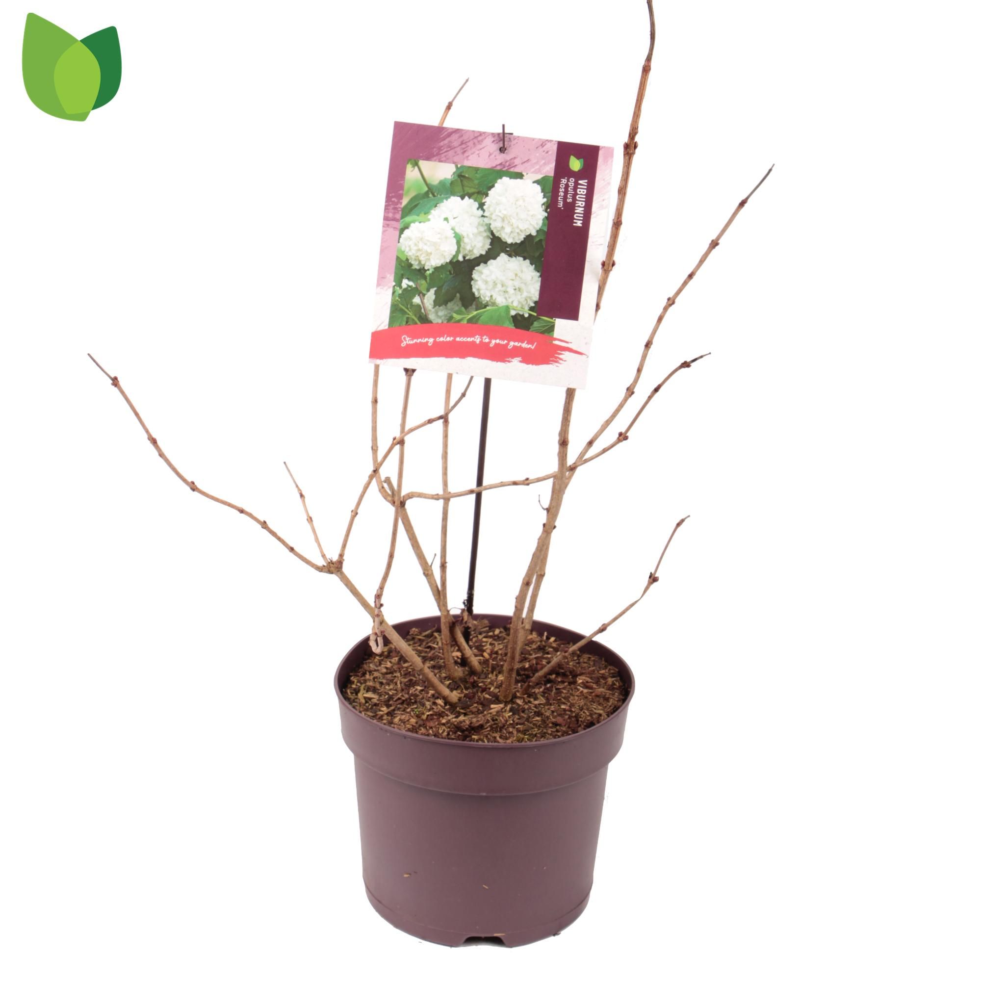 Viburnum opulus 'Roseum' C7,5/P26, D 26