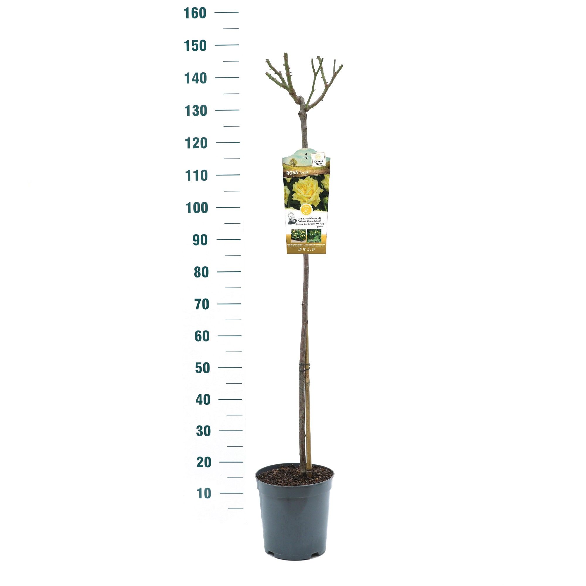 Rosa 'Sunsilk' - 110 Stam - Basic Collection, D 24
