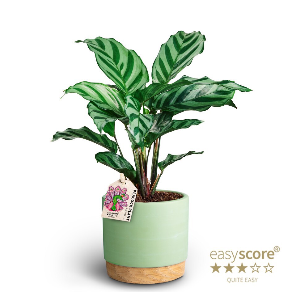 Woodbase Cool Matcha, Calathea ´Freddy´, D 10
