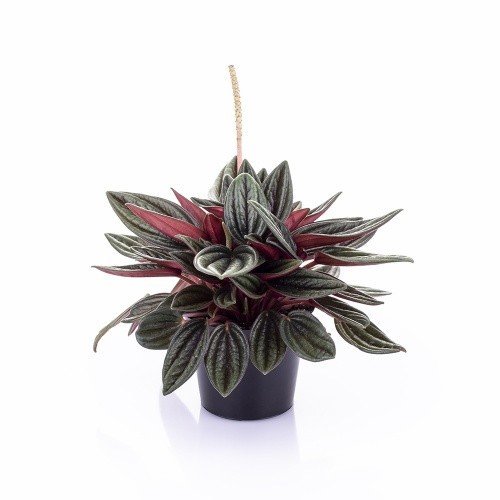 PEPEROMIA CAPERATA 'GREEN/RED', D 6 cm PEPEROMIA CAPERATA 'GREEN/RED', D 6 cm