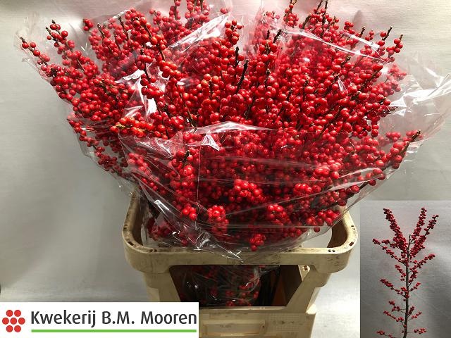 Илекс Красные ягоды 90, шт.