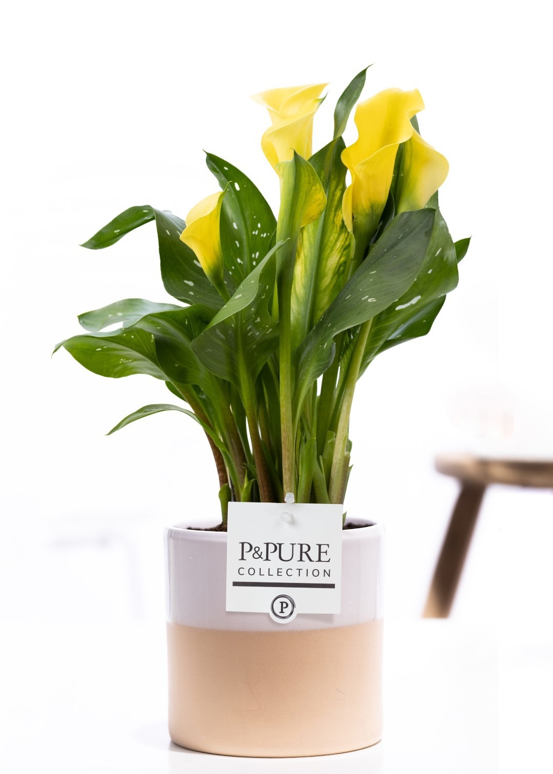 Zantedeschia yellow in P&PURE Tess 2 ceramics white, D 12