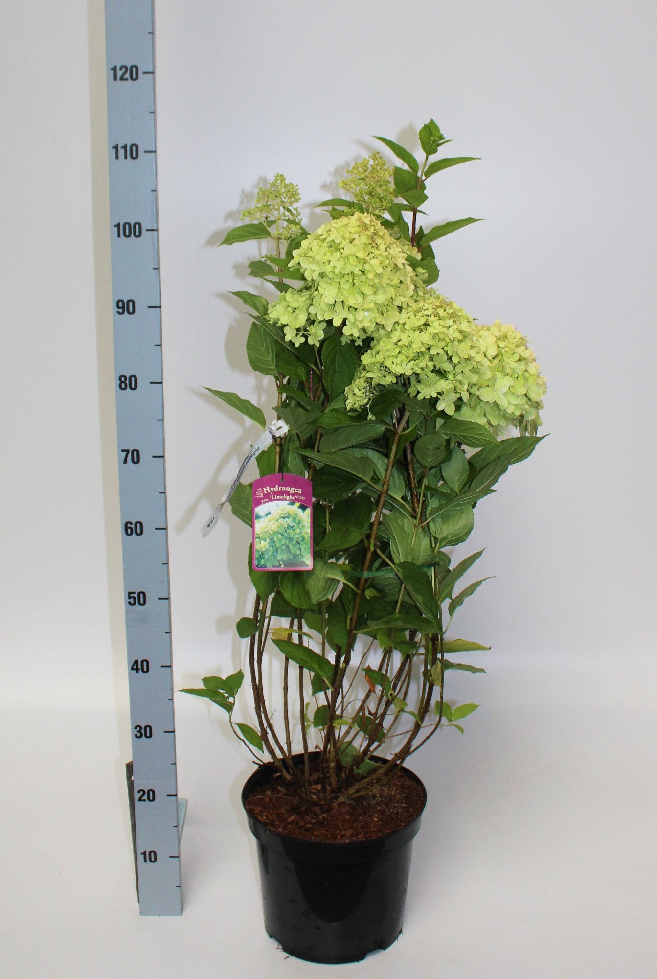 Hydrangea paniculata Limelight, D 23