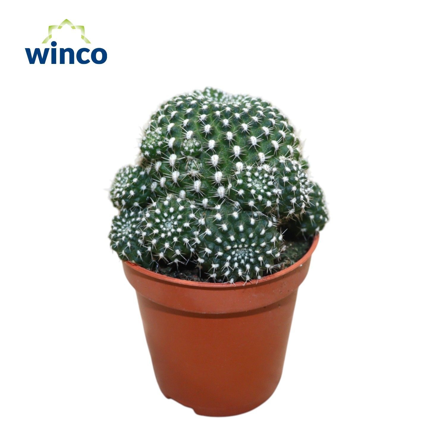 Sulcorebutia Heliosoides, D 5,5 cm