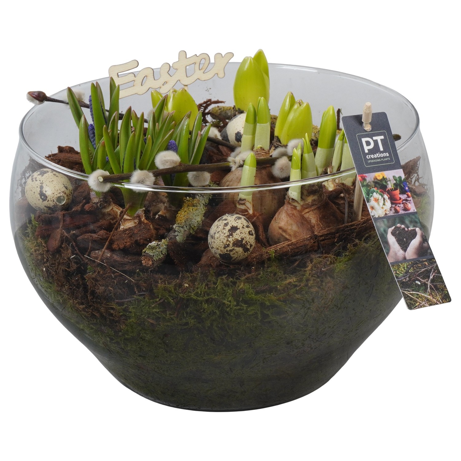 PTBMP5763 Arrangement Easter Bulbs Mix in glas schaal, D 23