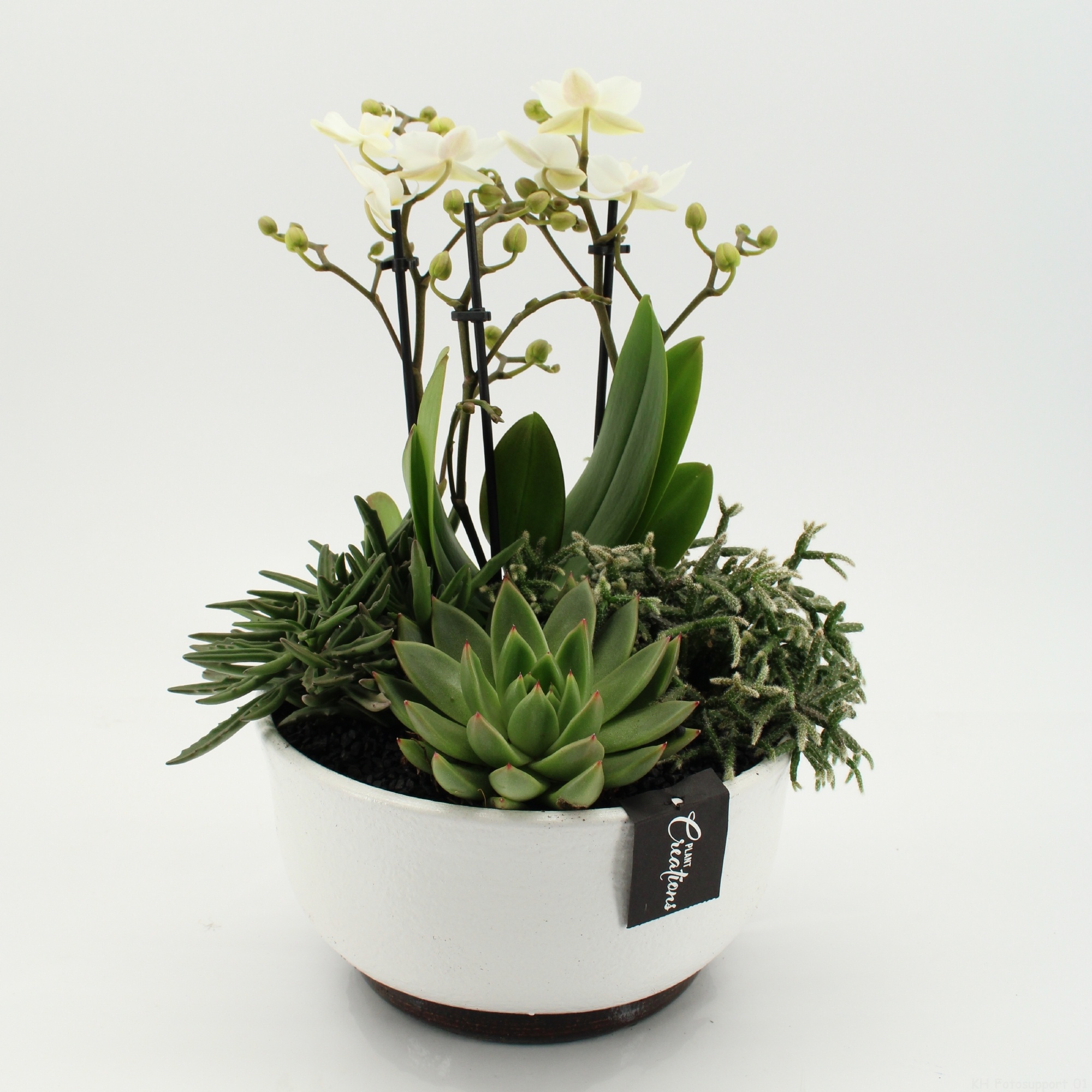 PHAL-2651W Phalaenopsis creatie, D 22