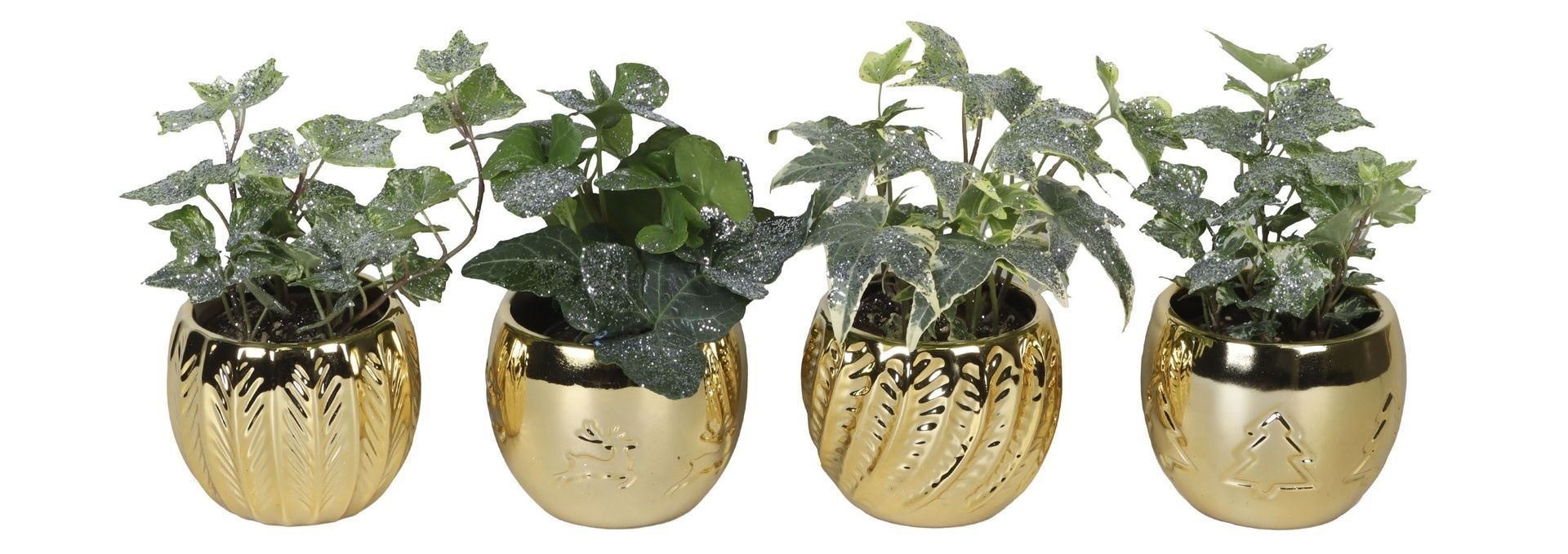 L 66419 With Hedera Helix Mix Glitter 6 cm, D 6