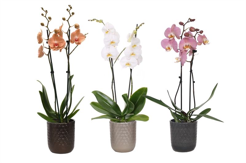 Vera p12 symmetric mix Phal mix 2T14+, D 12