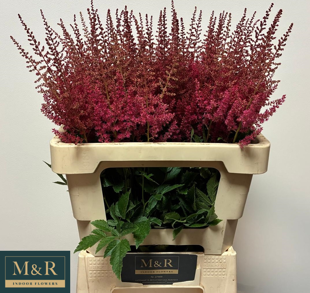 Астильба Эльза Шлюк 60, шт.