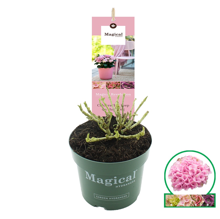 Hydrangea macr. Magical® 'Revolution'® Roze C2 (17cm), D 17