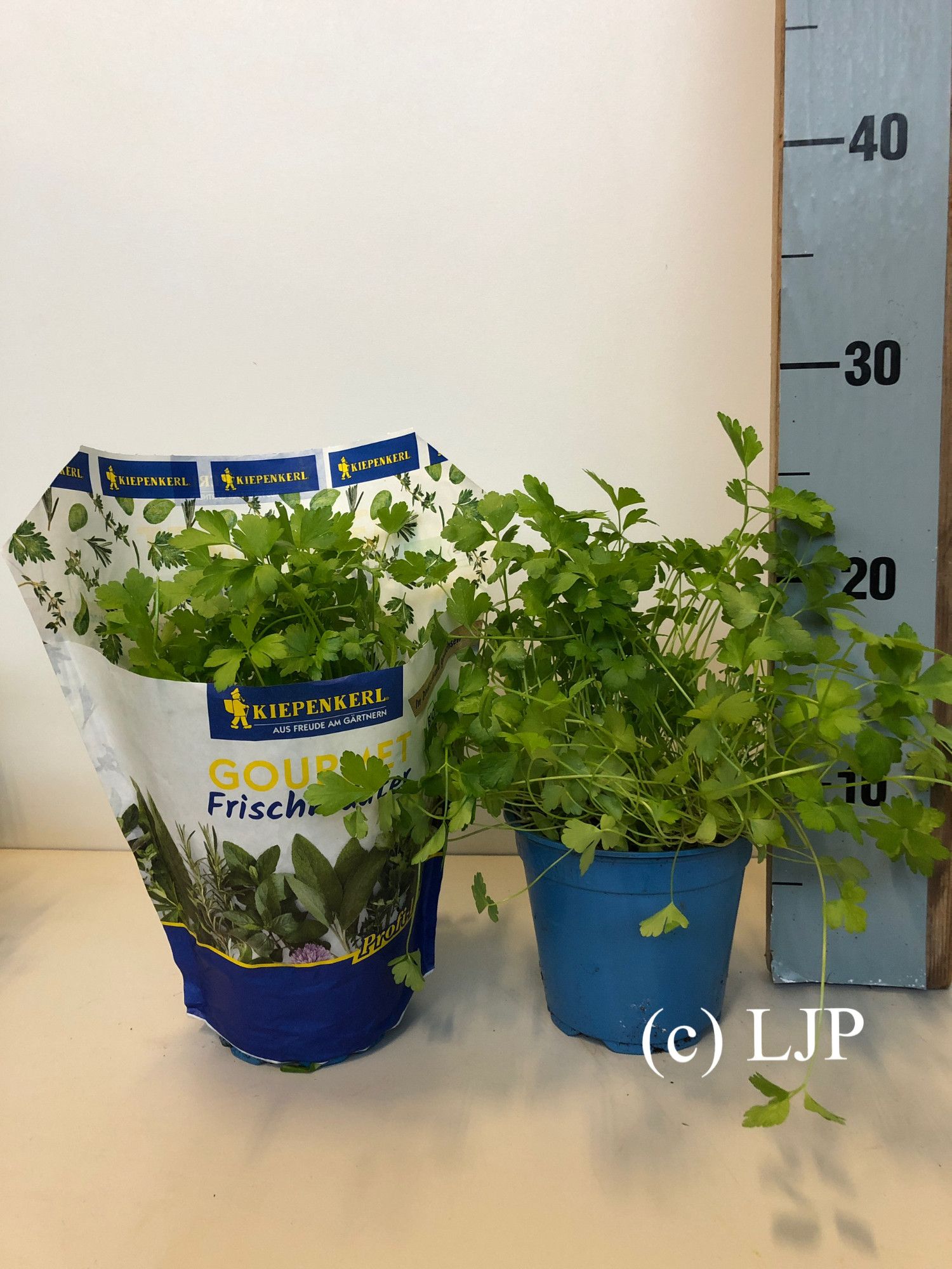 Kiepenkerl Bio Petersilie glatt, D 12 cm