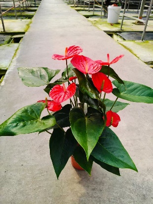 Антуриум 120 Гомер 12 40