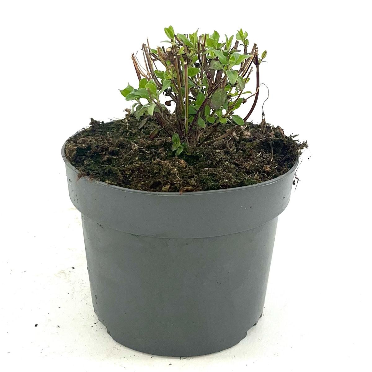 Salvia micr. 'Hot Lips', D 17