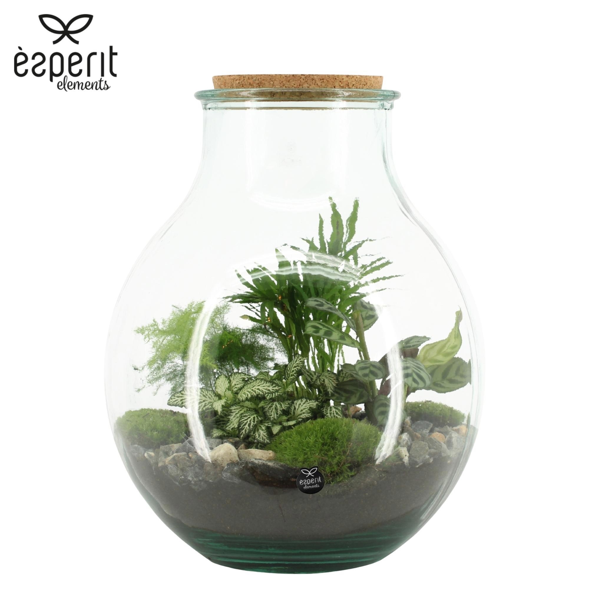 90075: Terrarium arrangement, D 30 cm 90075: Terrarium arrangement, D 30 cm