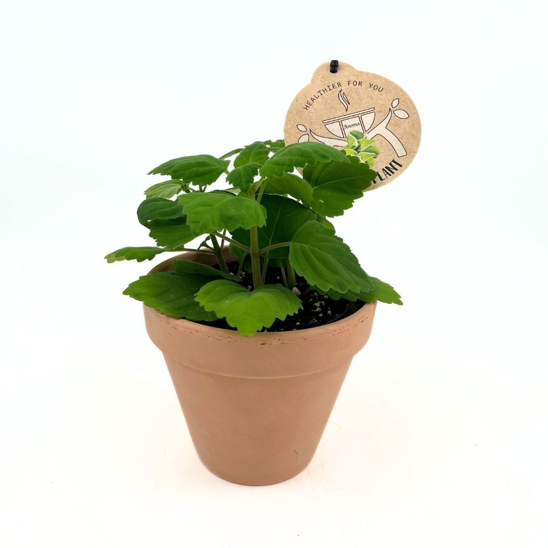 Plectranthus Ernestii 'Aroma Mint' w/claypot, D 13 cm