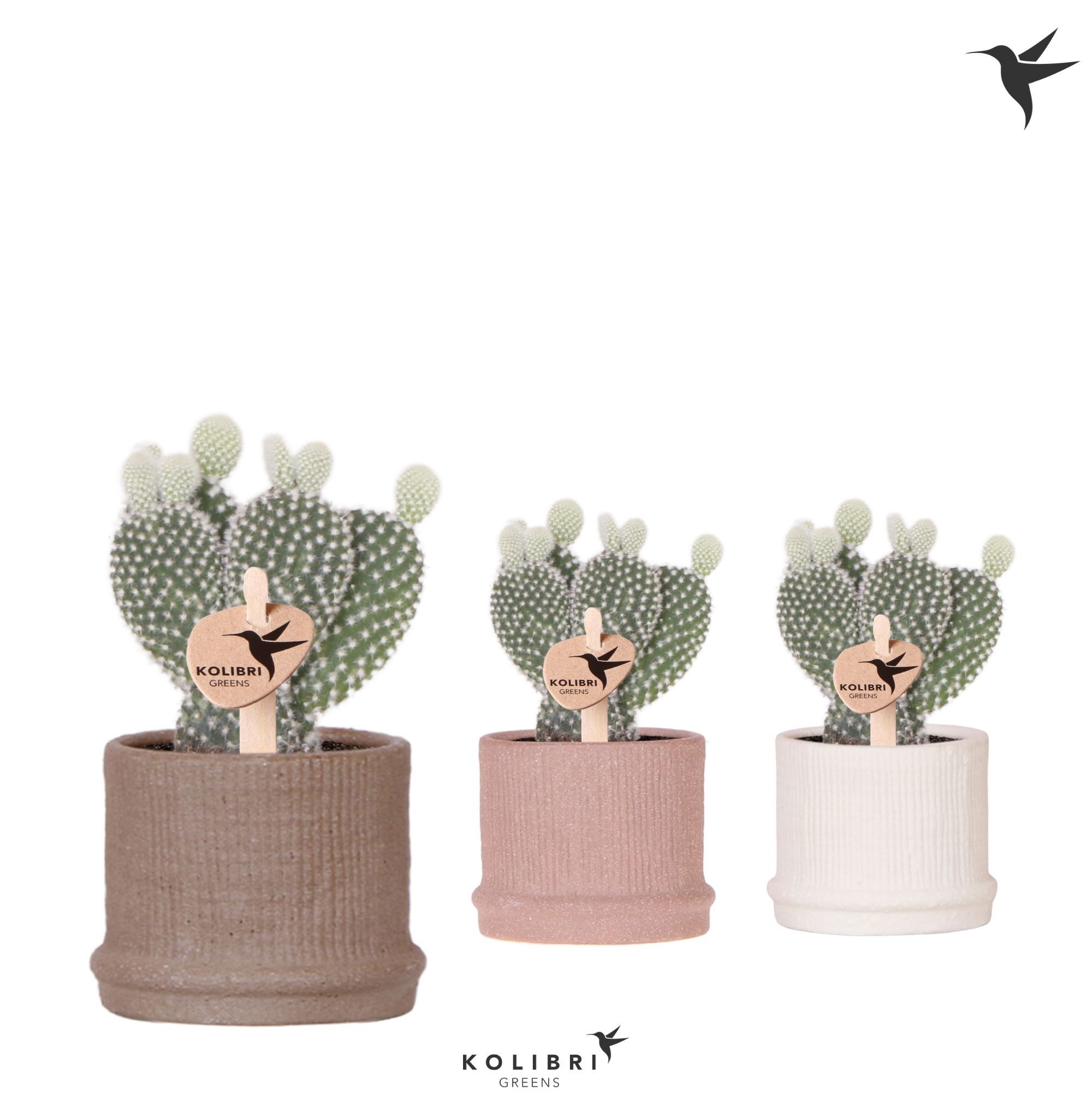 Kolibri Greens Opuntia white in Bali pot mix, D 6