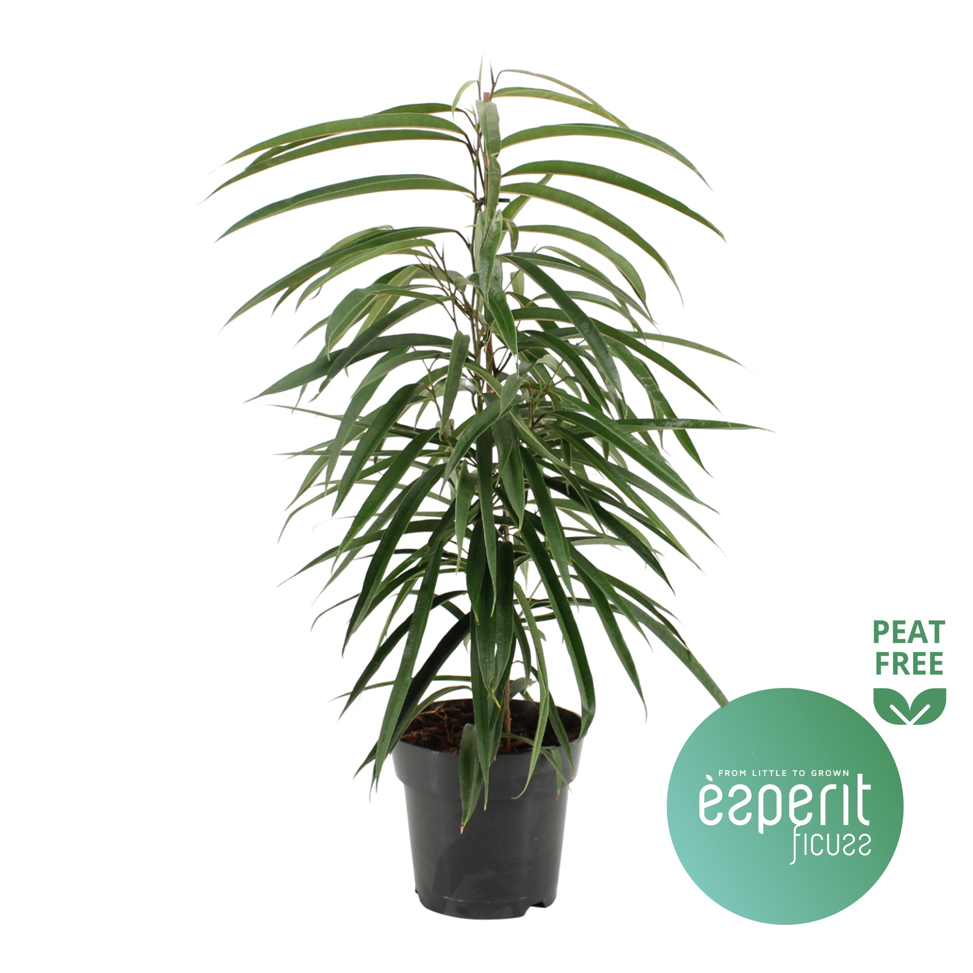 Ficus binnendijkii Alii, D 17