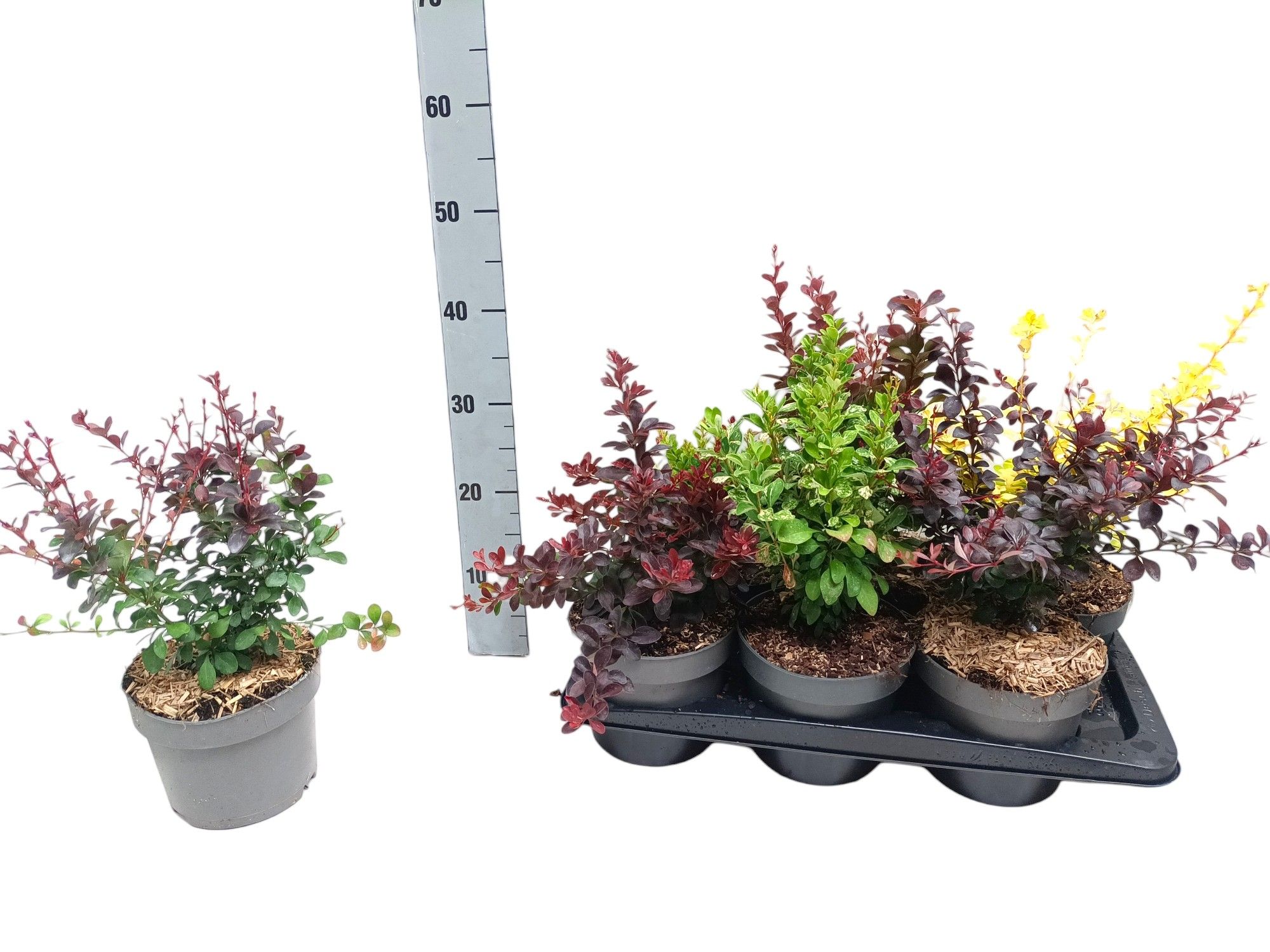 Berberis thunbergii mix, D 17