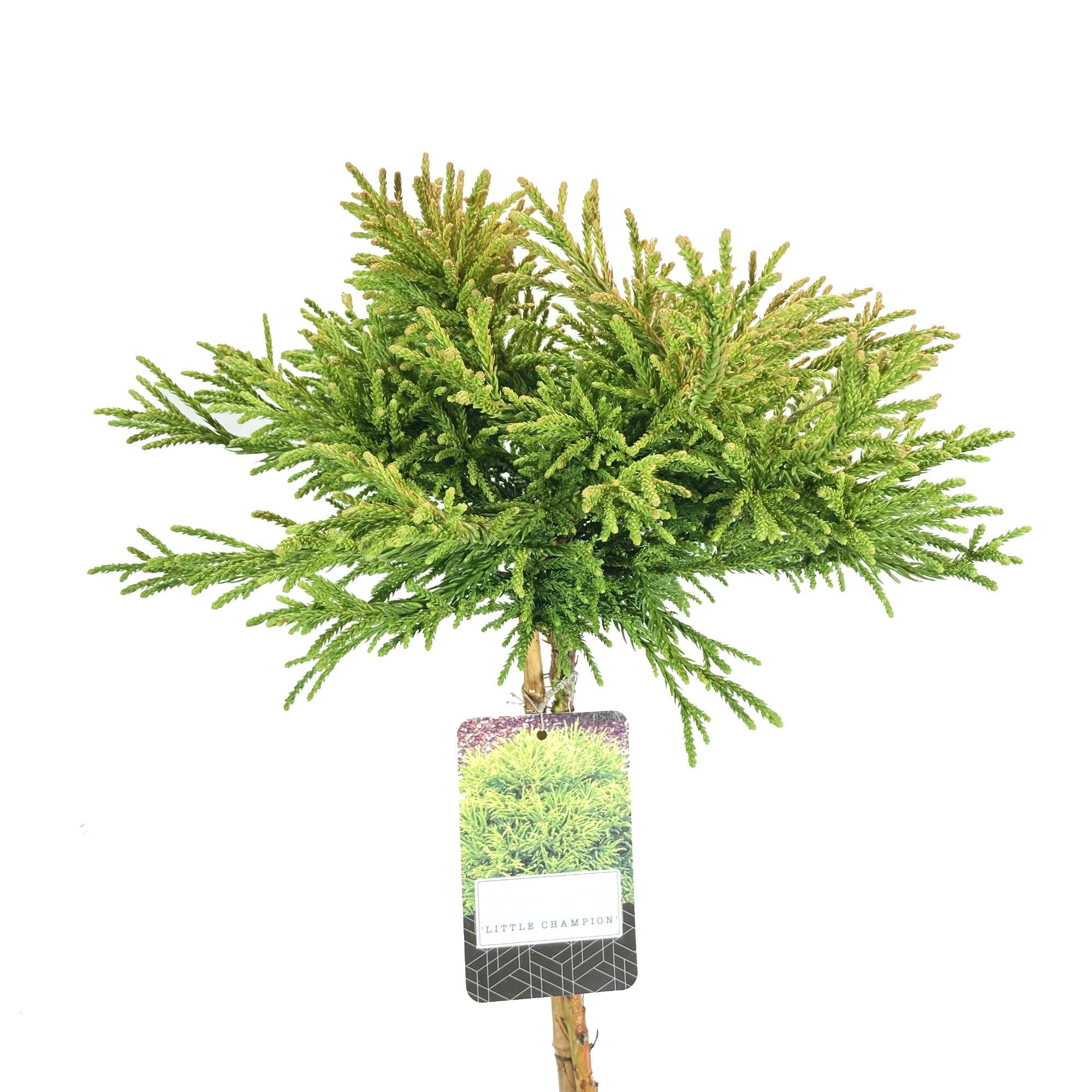 Cryptomeria japonica 'Little Champion' stam 45cm, D 22