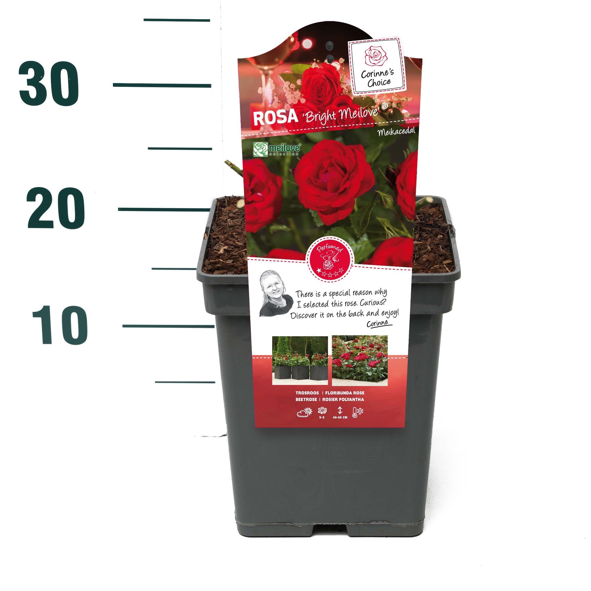 Rosa 'Bright Meilove' - Struik - VP5 - Categorie 3, D 23