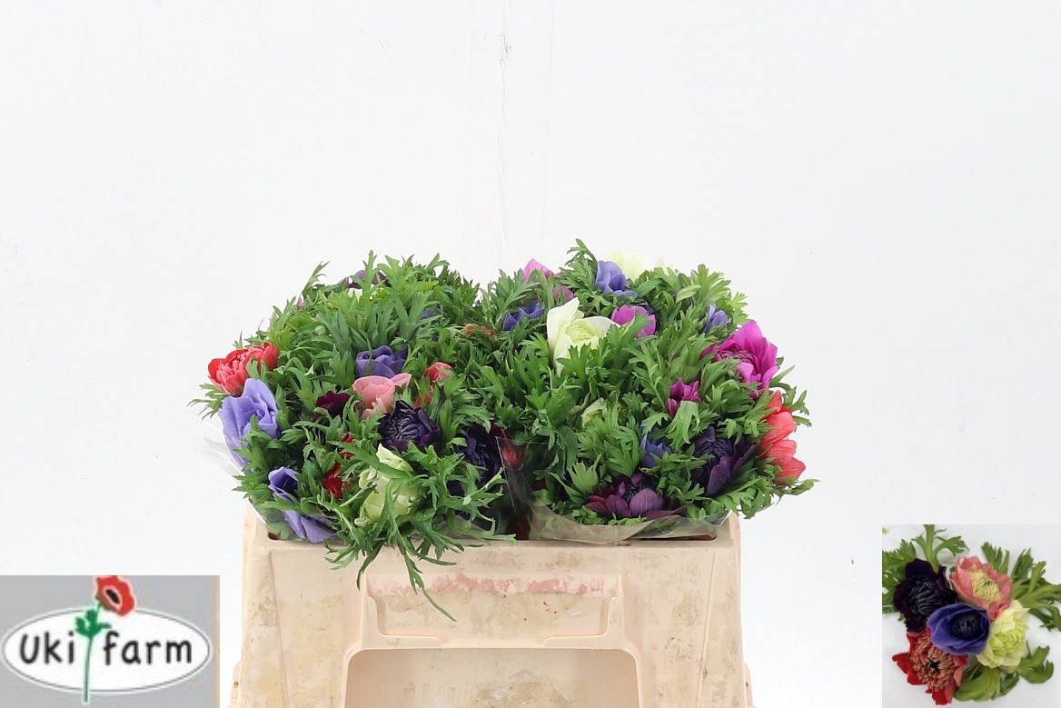 Анемон Микс в пачке 30, шт.