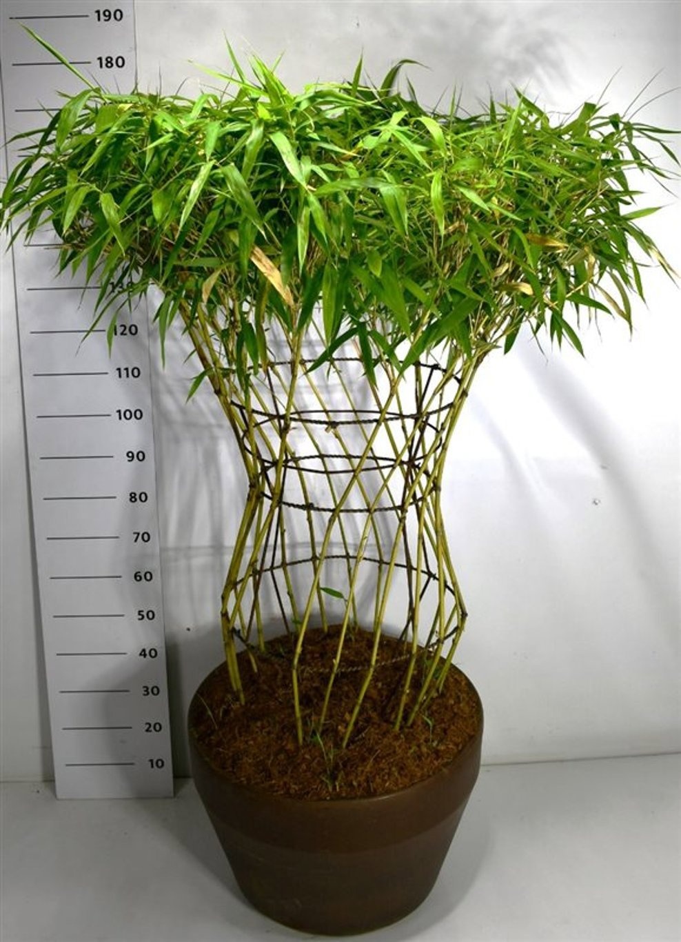 Bambusa metake, D 60