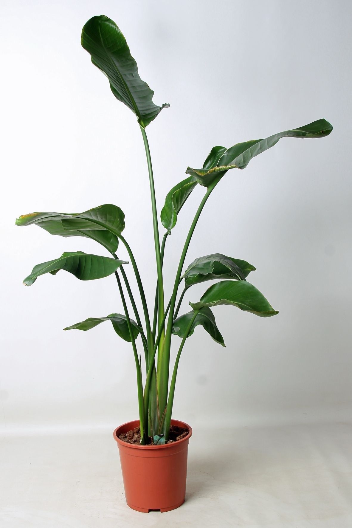 Strelitzia p27 A2, D 27 cm