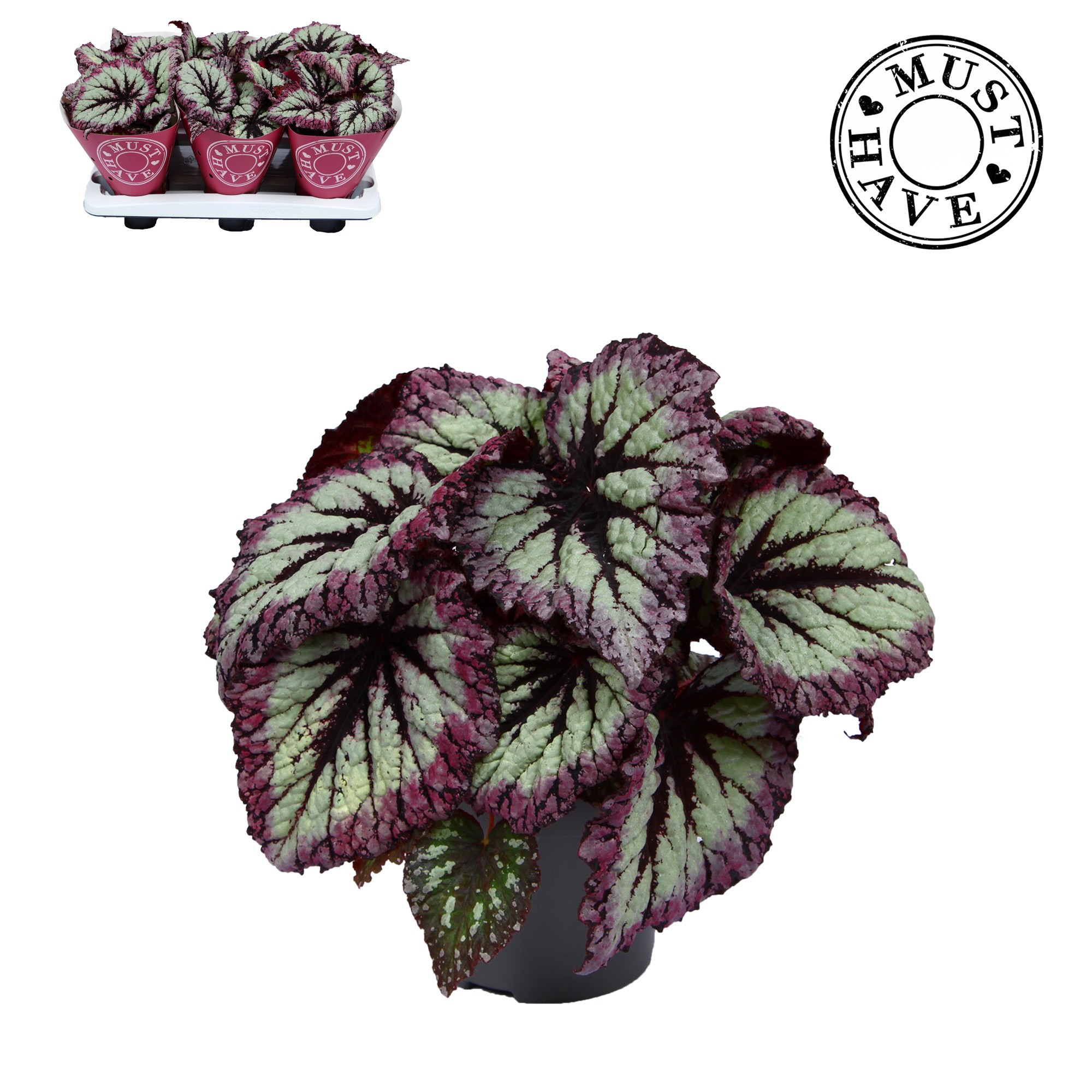 Bladbegonia Rex Fireworks Must Have, D 13
