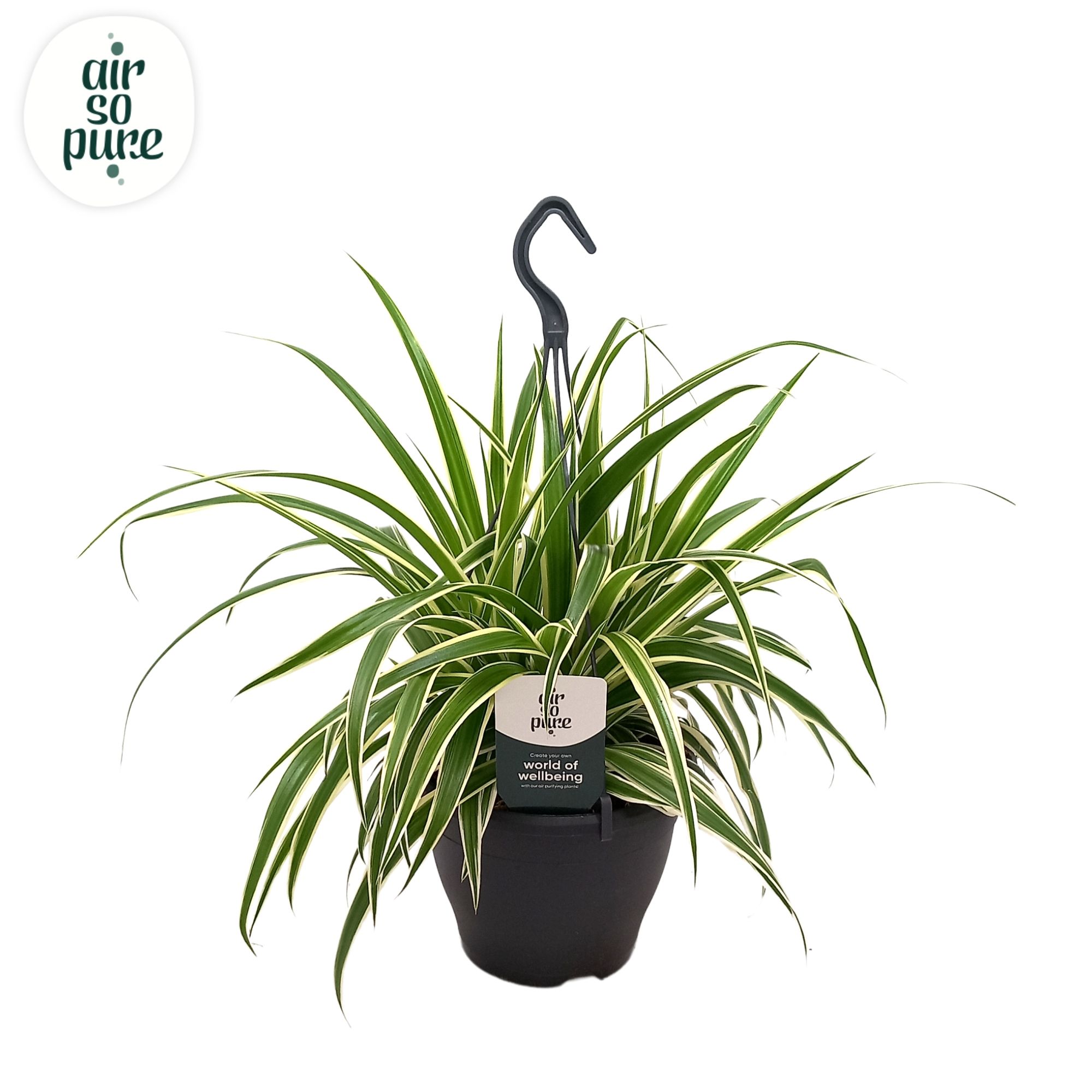 Chlorophytum Com 'Vittatum' Air So Pure®, D 19