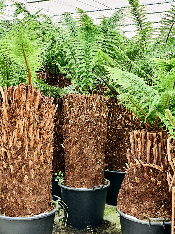 Dicksonia antarctica, D 60